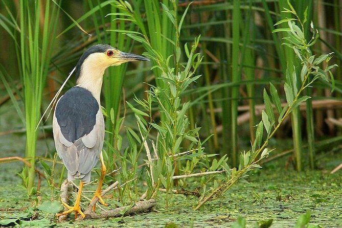 danube-delta-private-tour-from-bucharest-2-days-tour