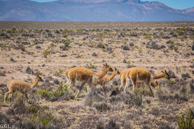 day-tour-to-colca-canyon-from-arequipa