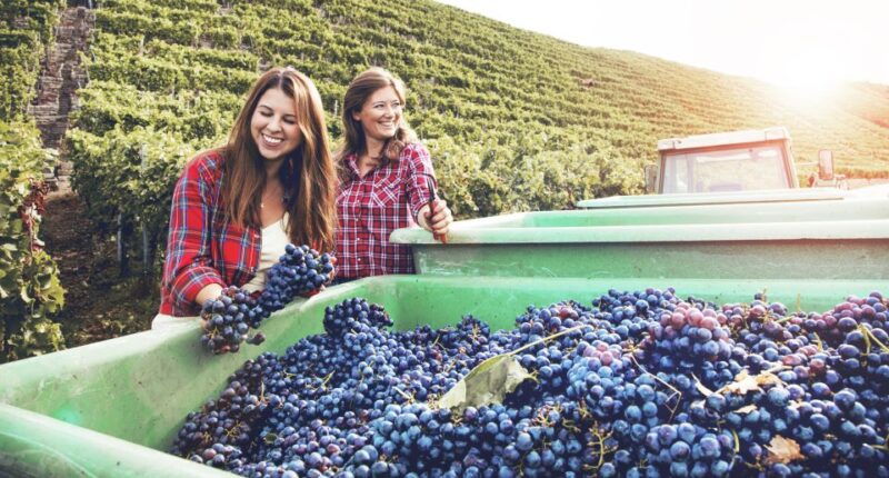 discover-the-secrets-of-wine-in-the-algarve