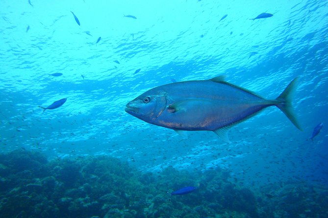 diving-baptism