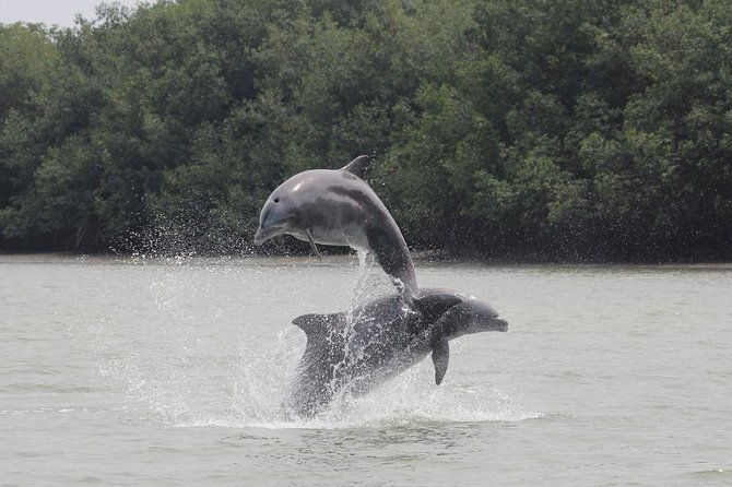 dolphin-watching-experience-in-puerto-el-morro-from-guayaquil