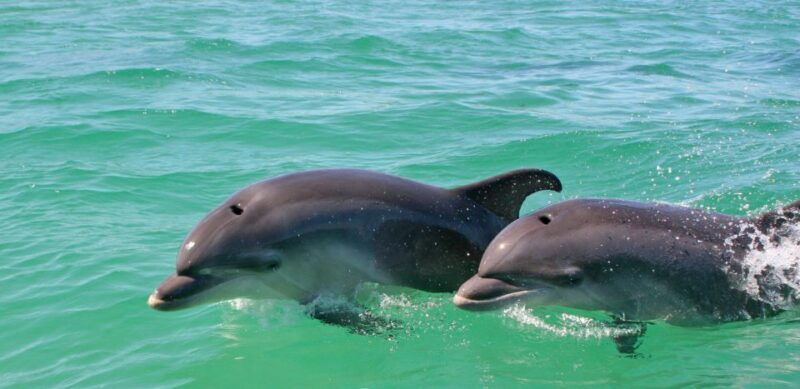 dolphin-watching-in-the-wild-half-day-private-tour