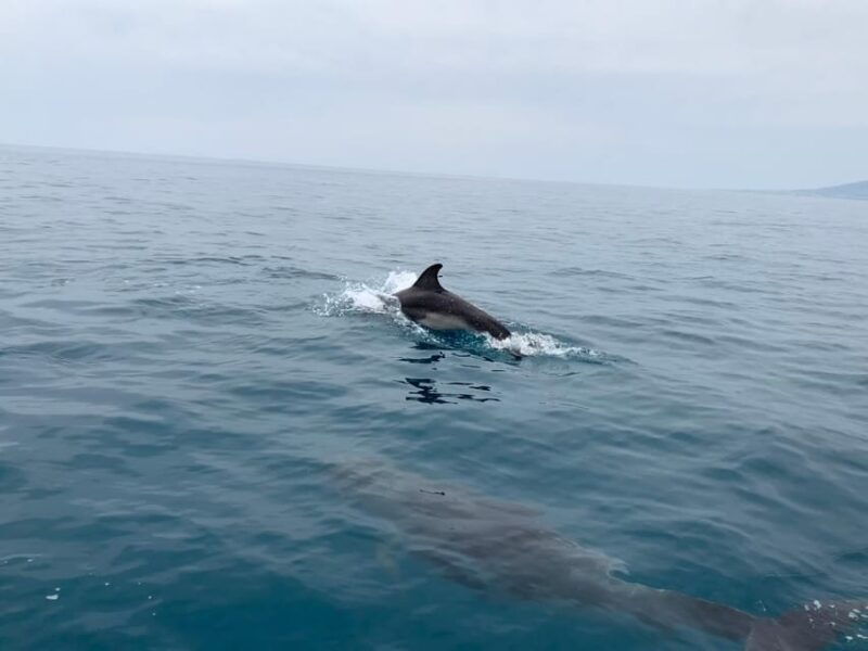 dolphin-watching