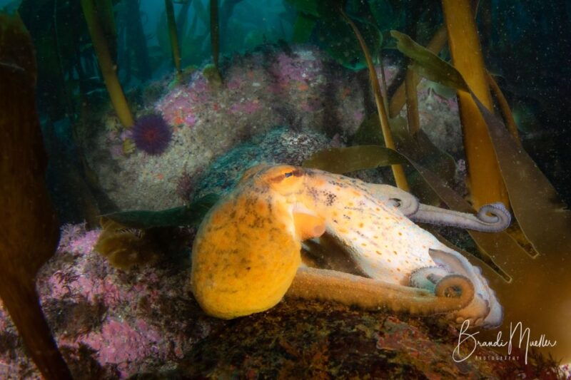 double-scuba-dive-on-a-marine-reserve