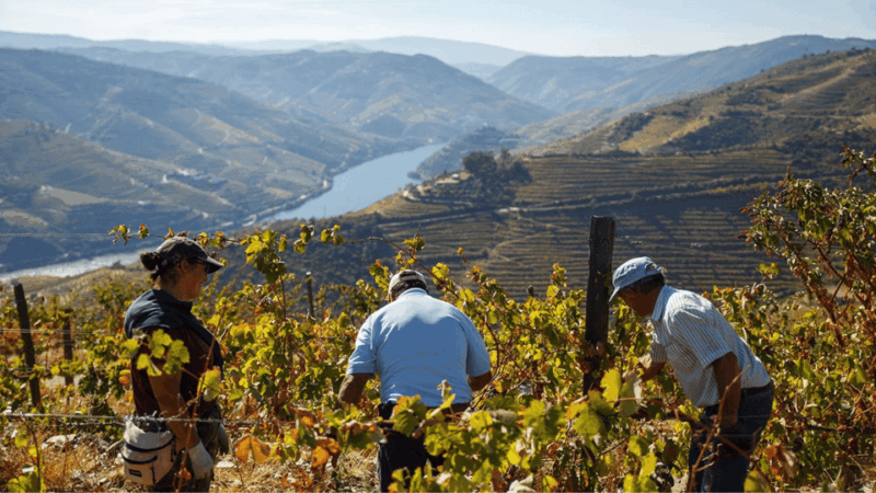 douro-valley-exclusive-and-sustainable-experience
