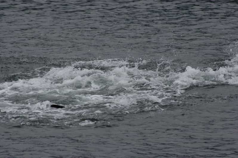 ear-mountain-charters-tours-whale-watching-and-fishing