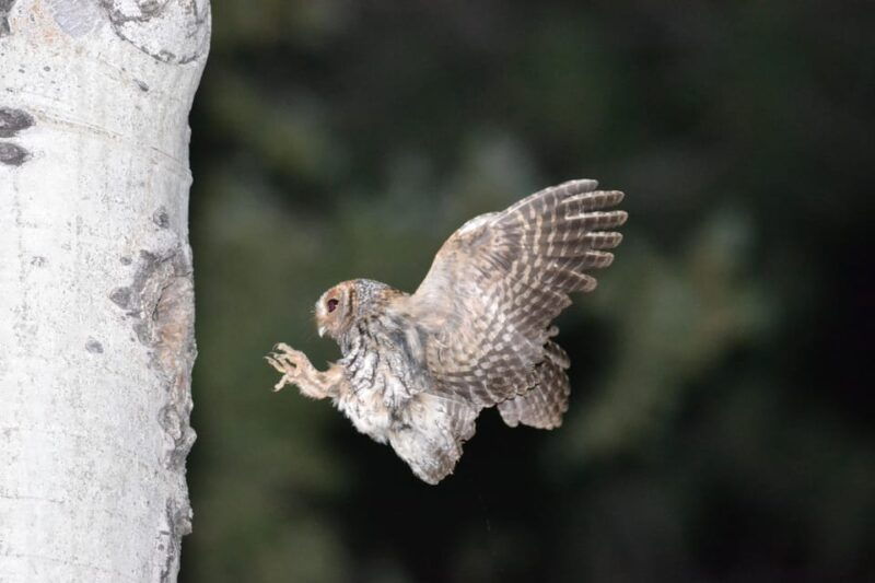 estes-park-birds-of-colorado-speaker-series