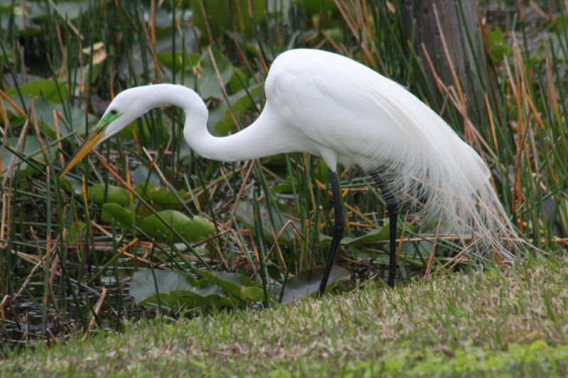 everglades-day-safari-from-sanibel-fort-myers-naples