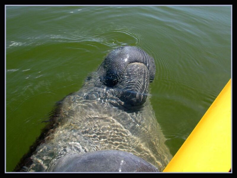 everglades-national-park-boat-assisted-kayak-eco-tour