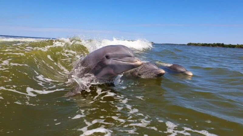 everglades-national-park-motorboat-eco-tour