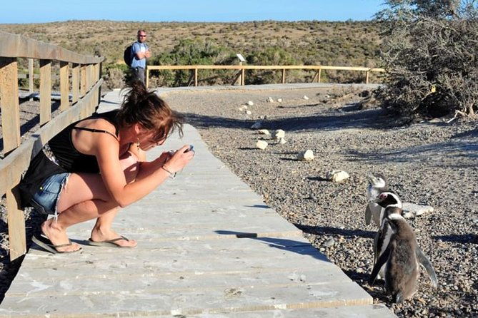 exclusive-punta-tombo-penguins-for-cruise-guests