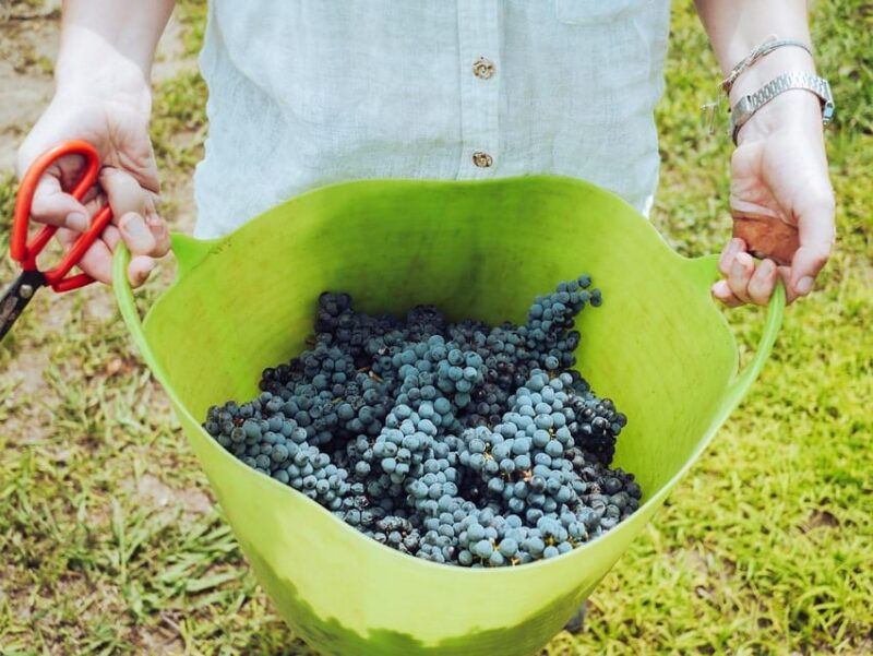 exclusive-wine-tour-sardinian-winery-round-trip-transfer