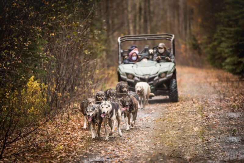 fairbanks-dog-mushing-through-fall-landscapes-on-a-utv