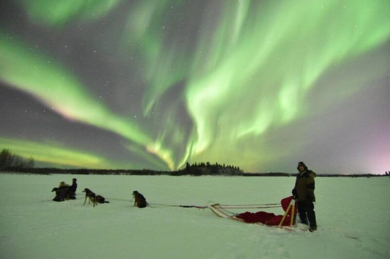 fairbanks-dog-sledding-and-mushing-experience
