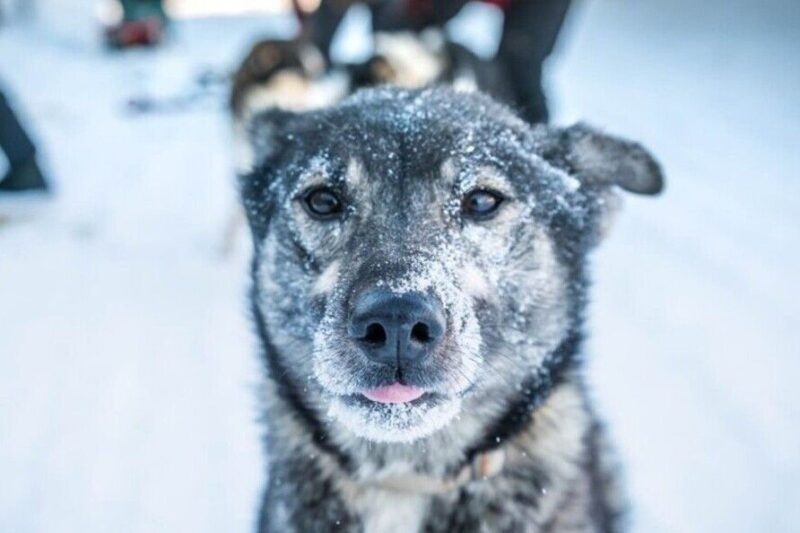 fairbanks-private-mush-on-the-historic-yukon-quest-trail