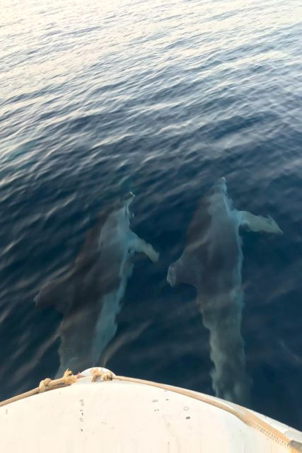 fazana-guided-dolphin-watching-sightseeing-cruise-at-sunset