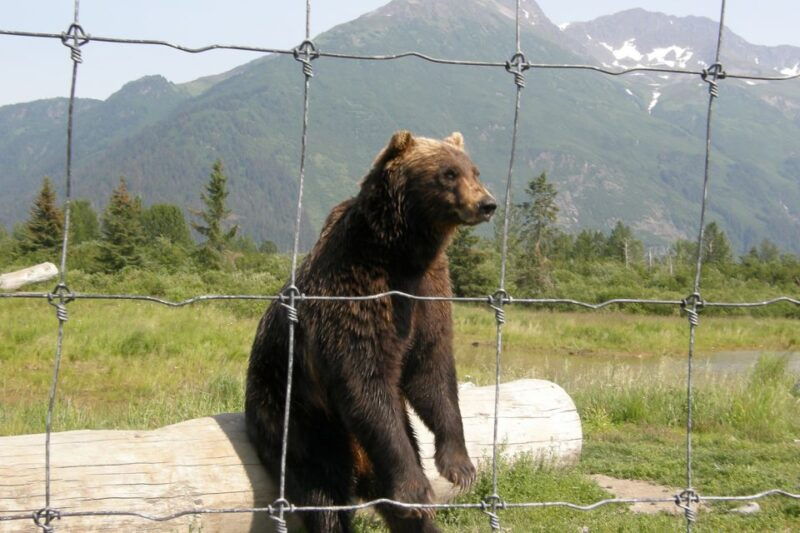 from-anchorage-portage-glacier-and-wildlife-full-day-tour