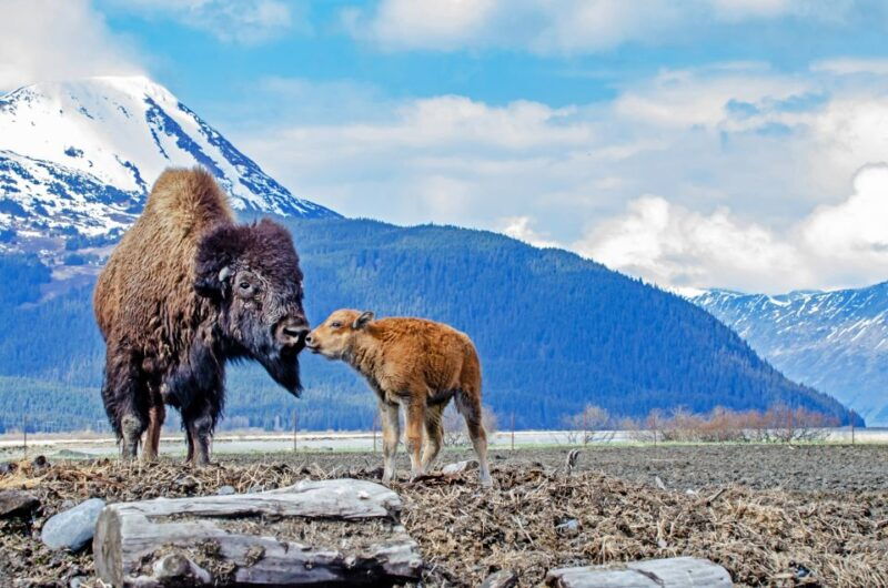 from-anchorage-valley-of-glaciers-wildlife-center-tour