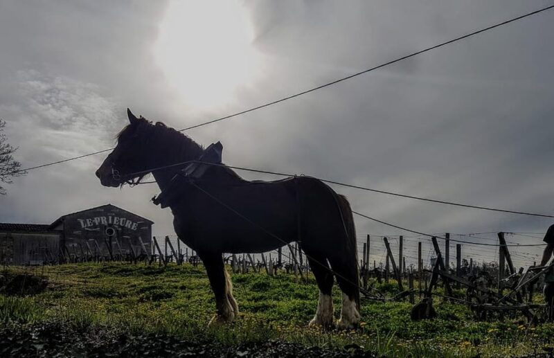 from-bordeaux-evening-tour-to-saint-emilion