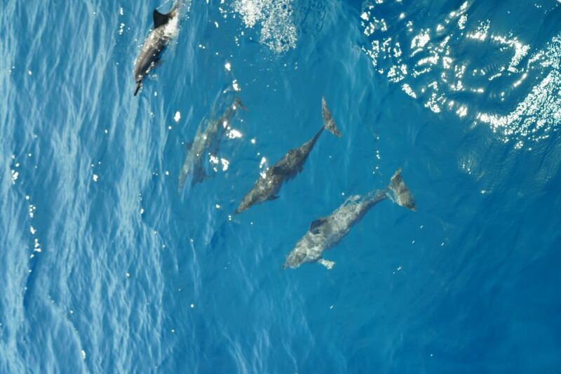 from-kaanapali-west-maui-half-day-snorkel-tour-w-food
