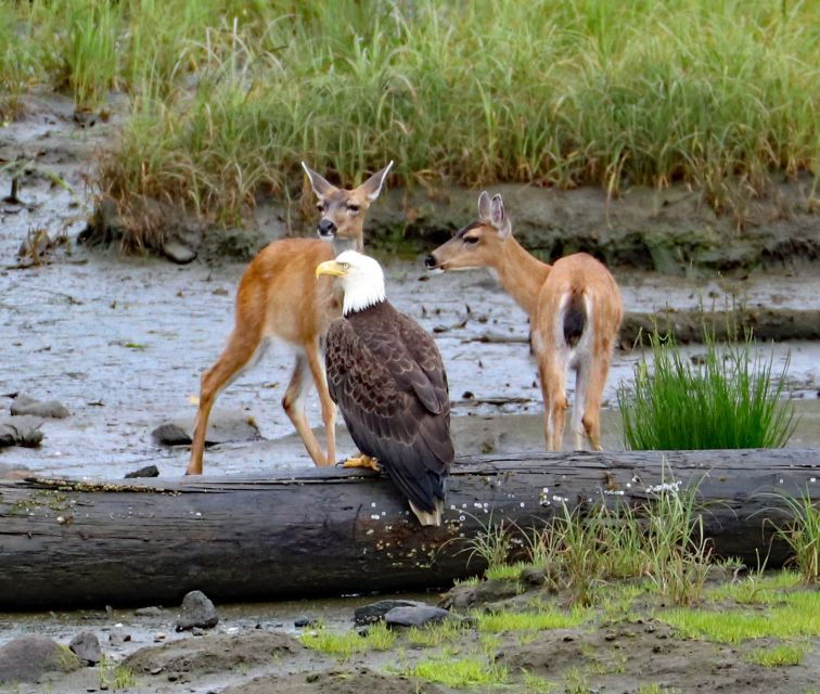 from-ketchikan-potlatch-totem-park-and-herring-cove-tour