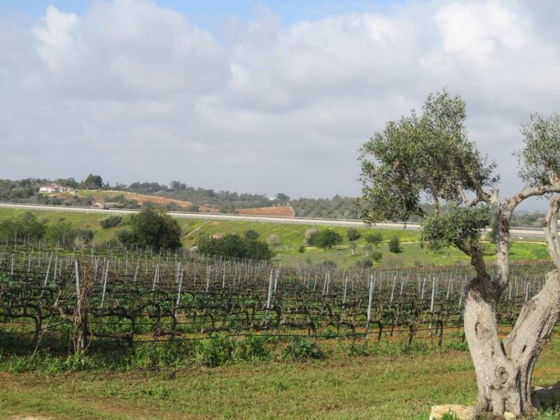 from-lagos-private-algarve-wineries-tour-with-tastings