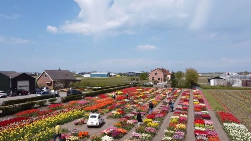 from-lisse-keukenhof-flower-fields-bike-tour