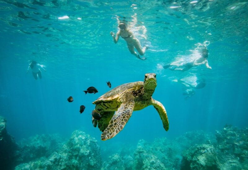 from-maalaea-turtle-town-3-hour-snorkel-and-sail-adventure