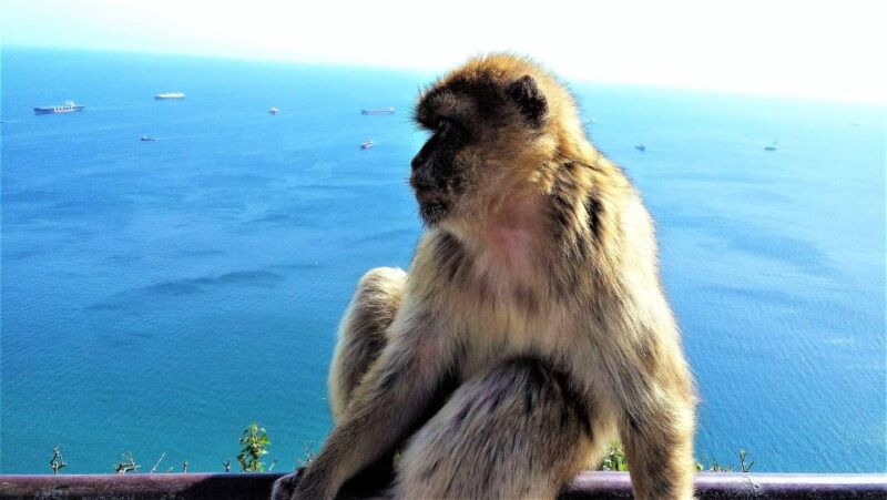 from-marbella-guided-private-trip-to-gibraltar-and-estepona