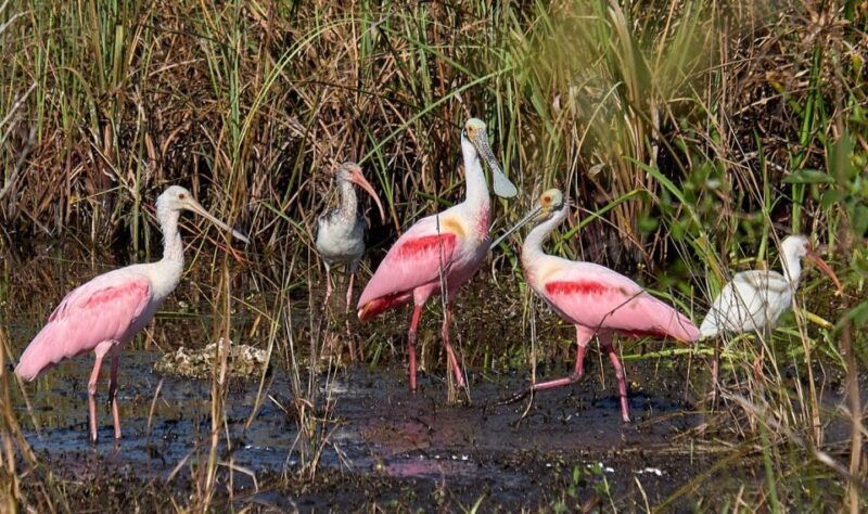 from-naples-10000-islands-boat-trip-everglades-walk