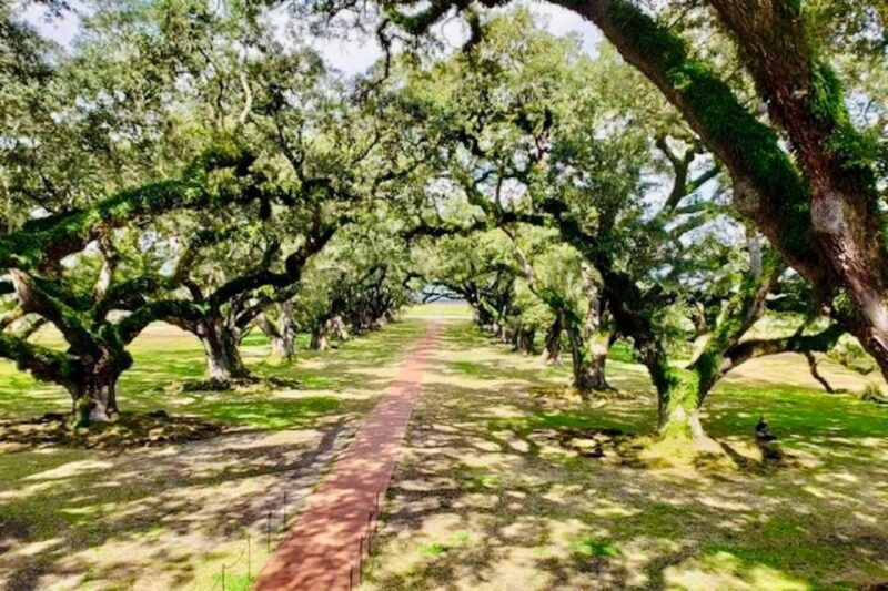 from-new-orleans-oak-alley-or-laura-plantation-tour