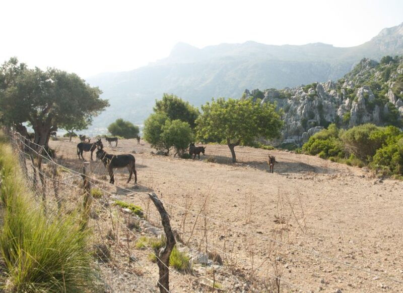 from-palma-serra-tramuntana-and-lluc-monastery-guided-tour
