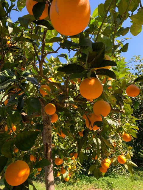 from-palma-soller-valley-walk-and-picnic-in-orange-farm