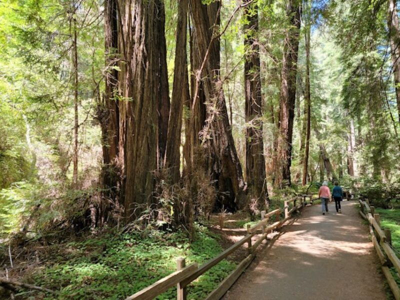 from-san-francisco-private-muir-woods-and-napa-wine-tour