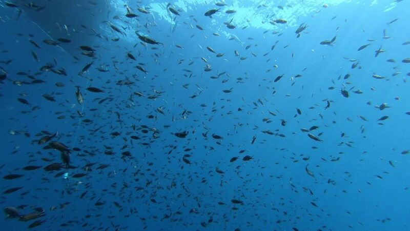 from-san-teodoro-diving-for-experts-in-tavolara-and-molara