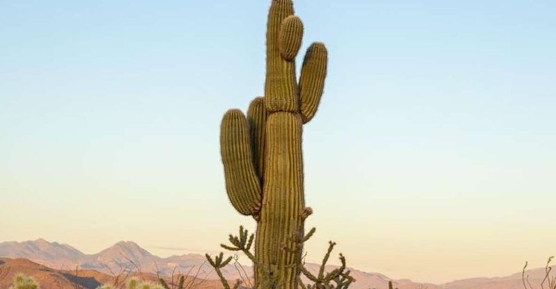 from-scottsdale-sonoran-desert-tonto-national-forest-trip