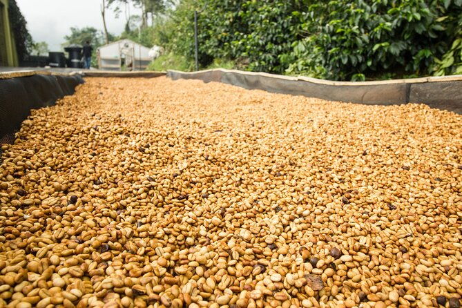 from-seed-to-cup-coffee-experience-at-la-palma-y-el-tucan