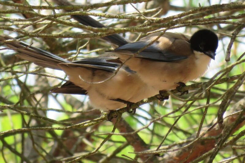 from-seville-donana-national-park-day-trip