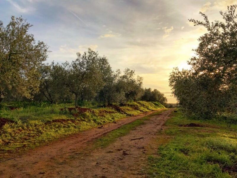 from-seville-olive-oil-farm-tour