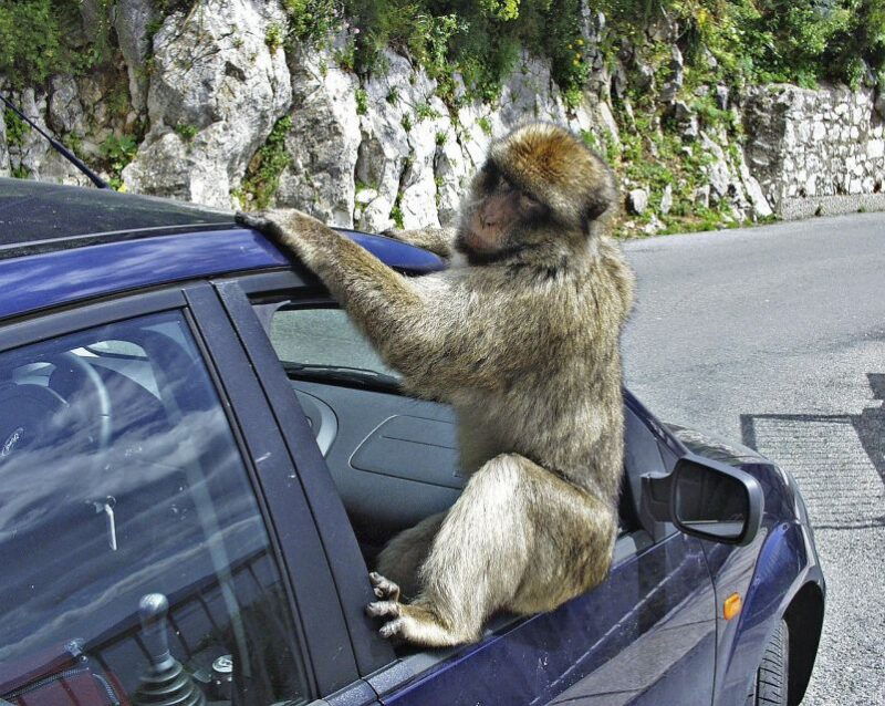 from-seville-private-tour-of-gibraltar