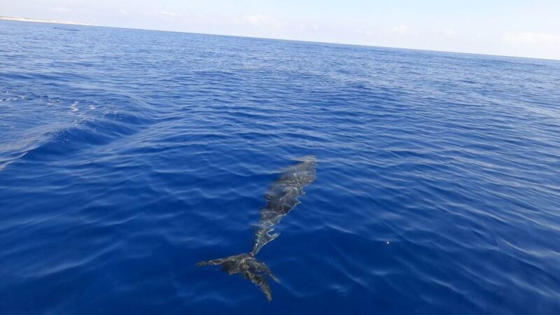 from-trapani-full-day-sailboat-trip-to-favignana-levanzo