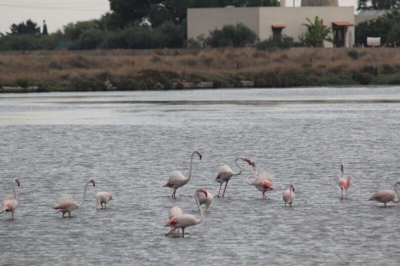 from-trapani-salt-road-tour-with-winery-visit-and-boat-trip