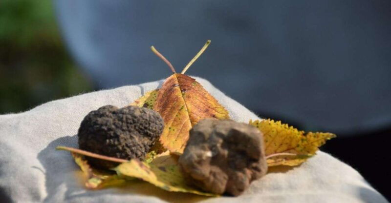 from-turin-half-day-truffle-hunting-and-lunch-in-piedmont