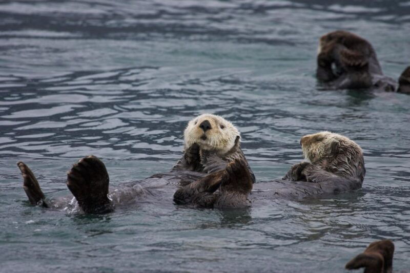 from-valdez-7-5-hour-meares-glacier-wildlife-cruise