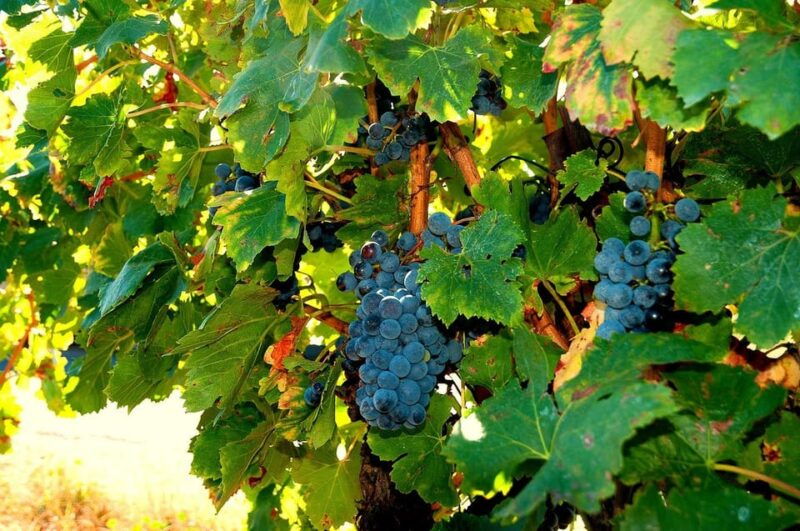 from-venice-day-trip-to-amarone-and-prosecco-wine-regions