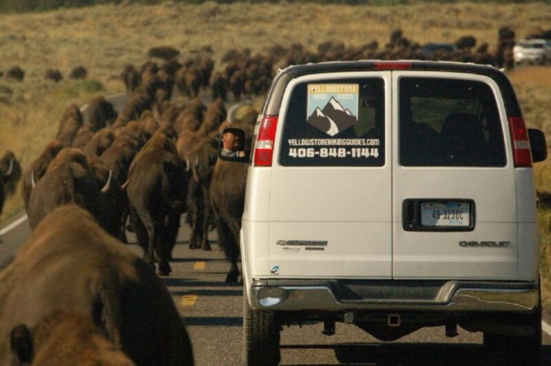 from-west-yellowstone-lamar-valley-wildlife-tour-by-van
