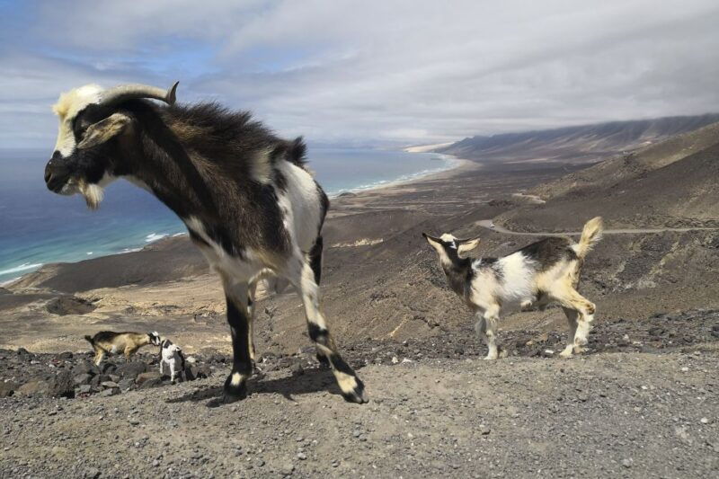 fuerteventura-cofete-beach-and-villa-winter-vip-tour