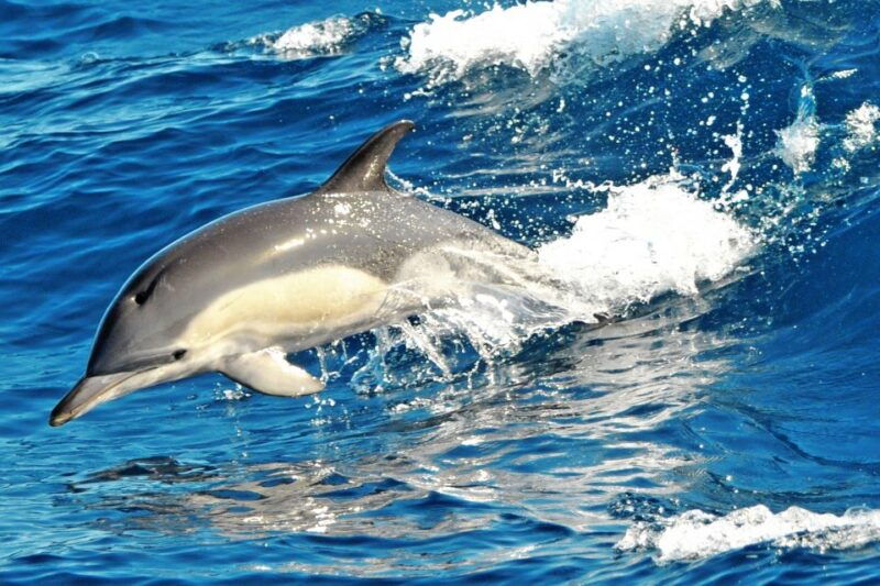 fuerteventura-magic-catamaran-trip-with-food-and-drinks