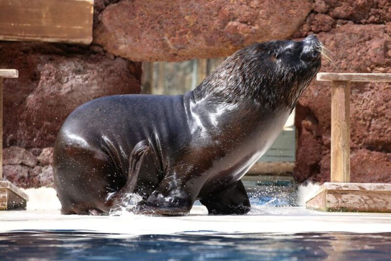 fuerteventura-oasis-wildlife-entry-ticket