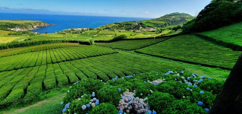full-day-furnas-tea-plantations-more-with-lunch